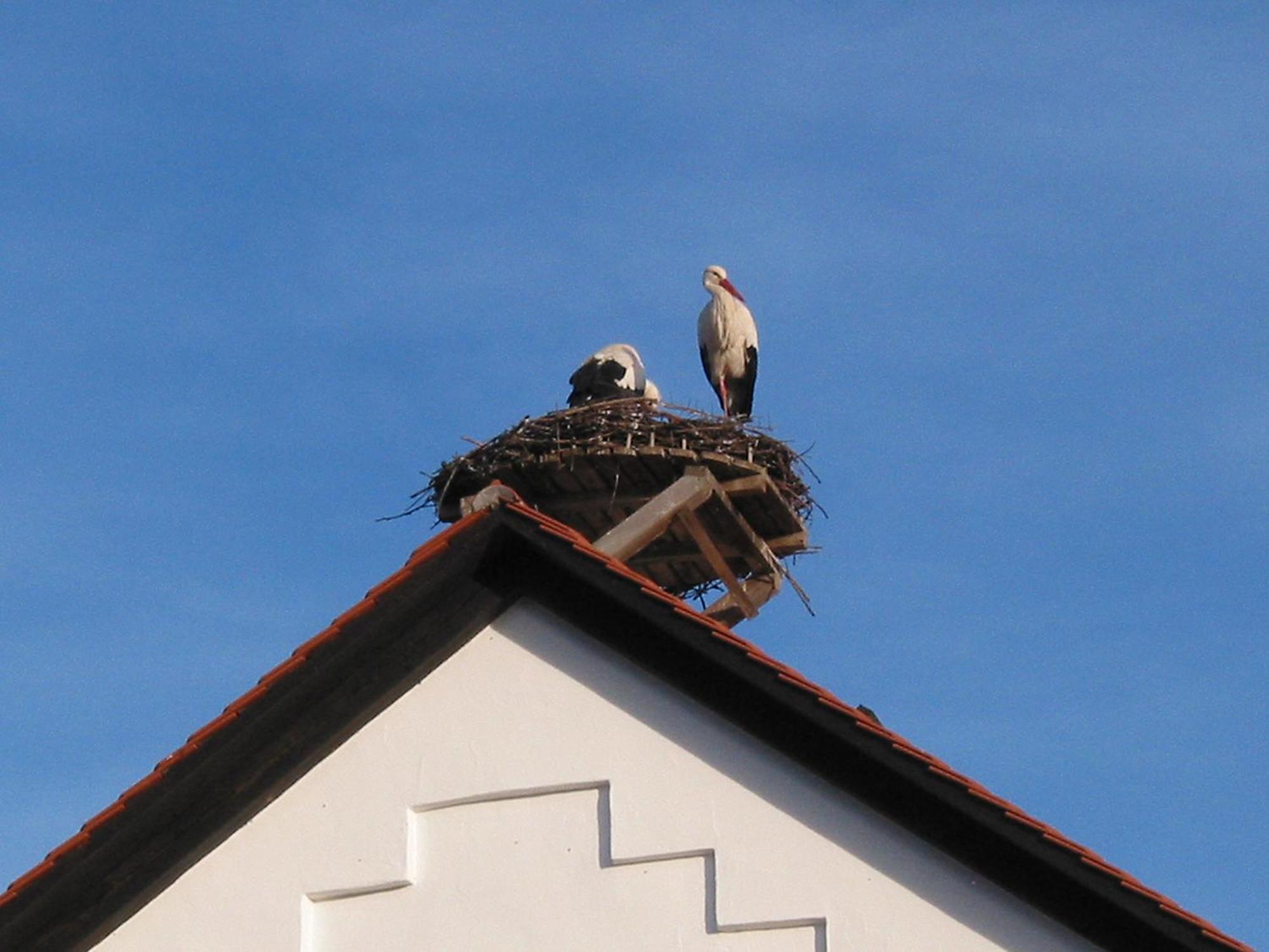 Haus Sonntag Appartement Frickingen Buitenkant foto